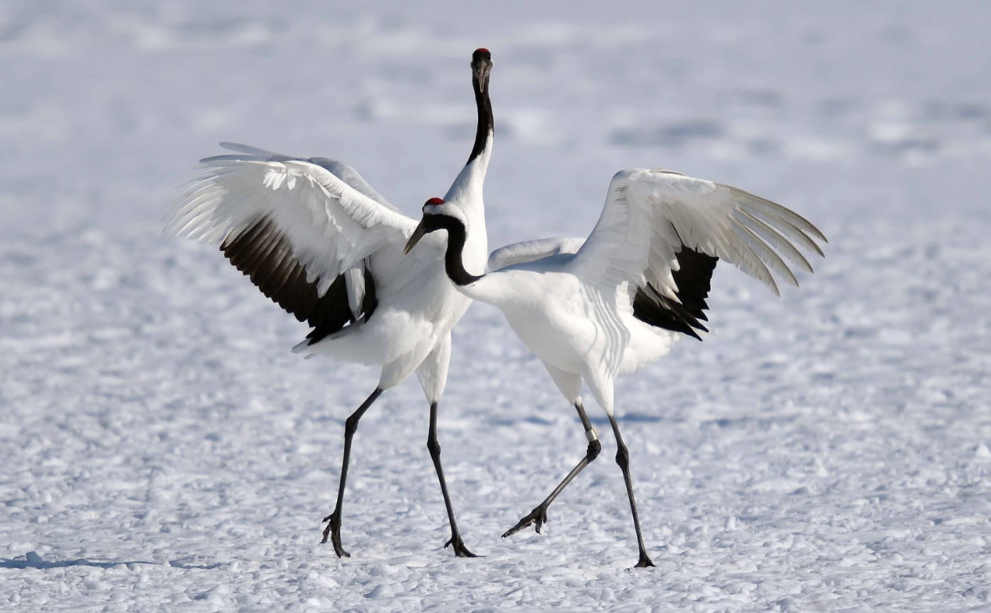 birdwatching-in-japan-ikonische-mandschurenkraniche-im-winterlichen