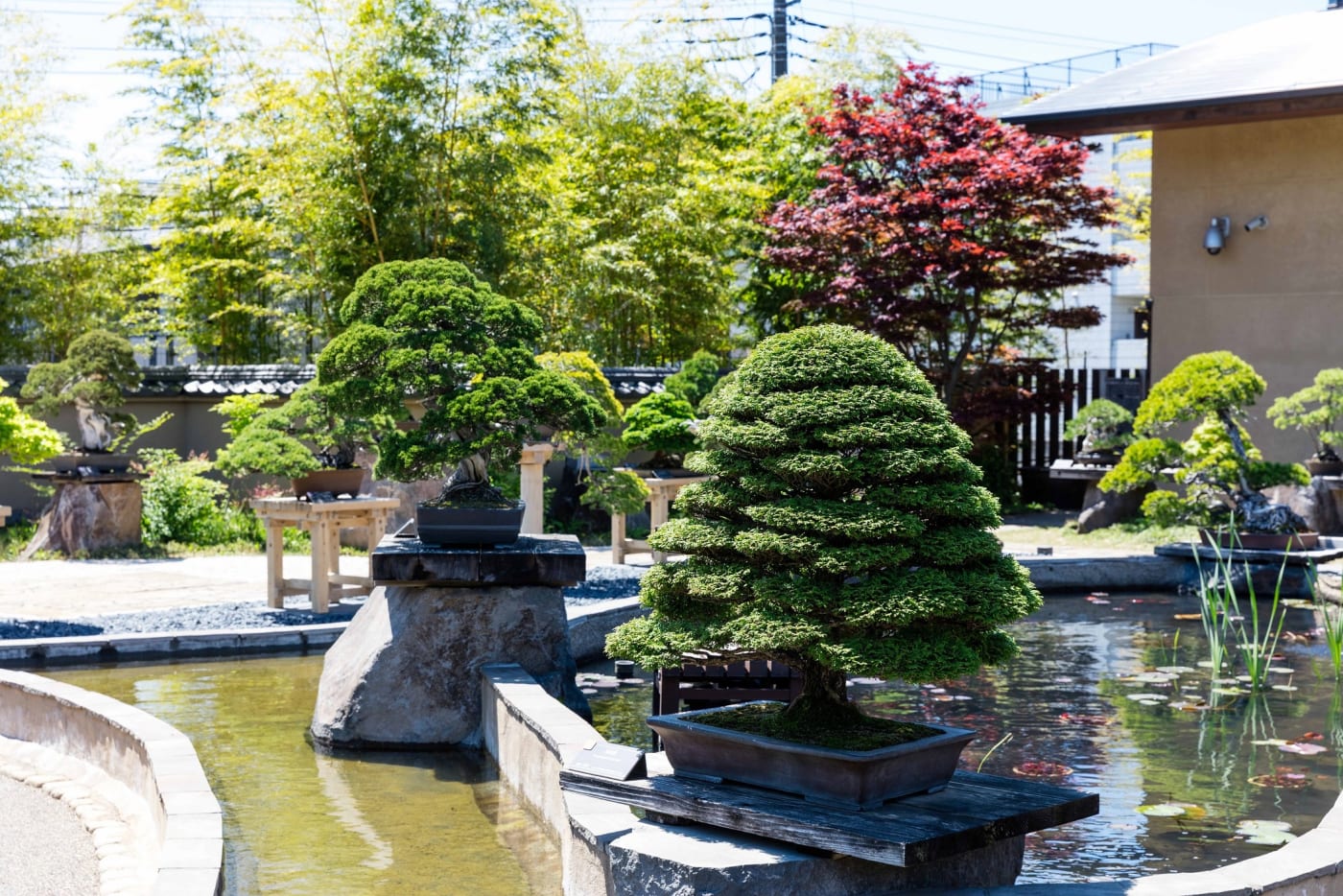 The Omiya Bonsai Art Museum Experiences In Japan