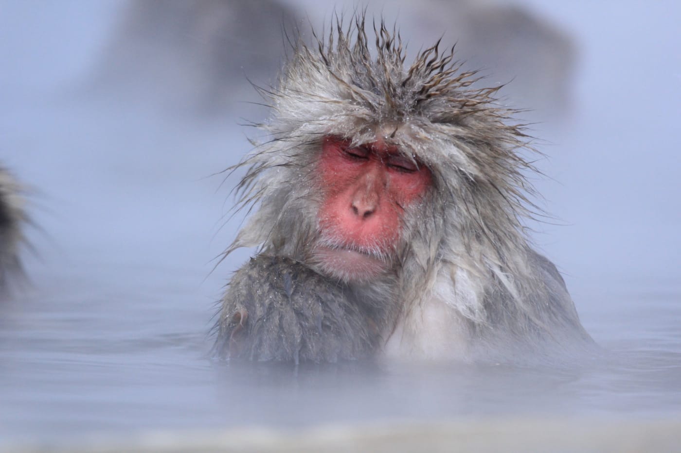 Famous Bathing Snow Monkeys Will Steal Your Heart Experiences In Japan