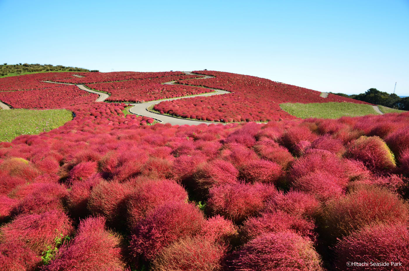 東京近郊旅遊亮點 國營常陸海濱公園 Experiences In Japan