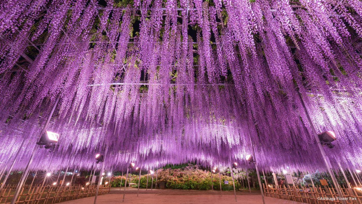 足利花卉公園 一場夢幻而唯美的繁花之旅 Experiences In Japan