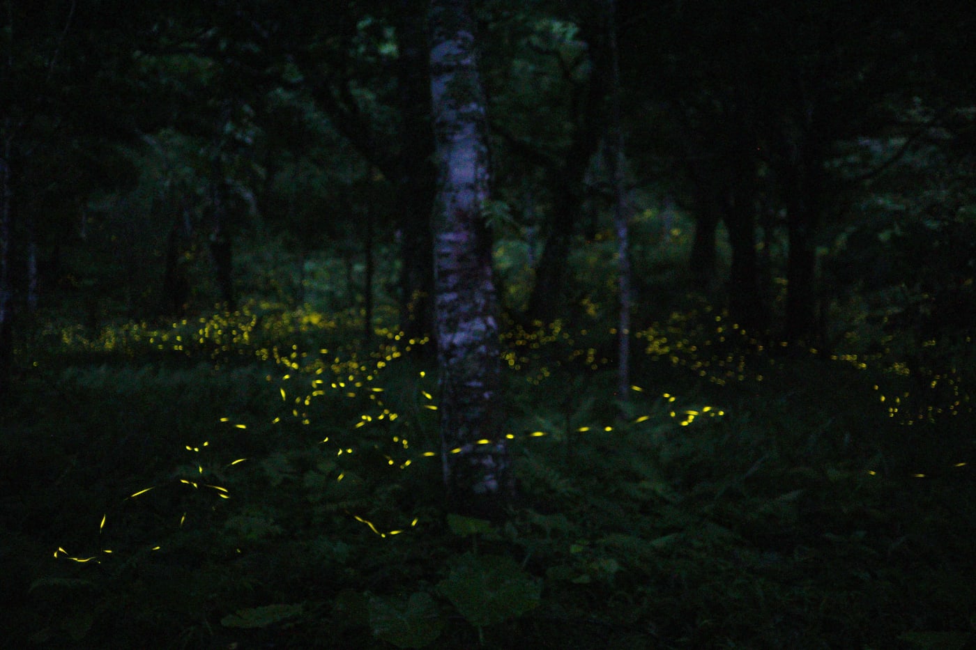 登上沖繩石垣島的於茂登岳 來一場被繁星與螢火蟲包圍的浪漫旅程 Experiences In Japan