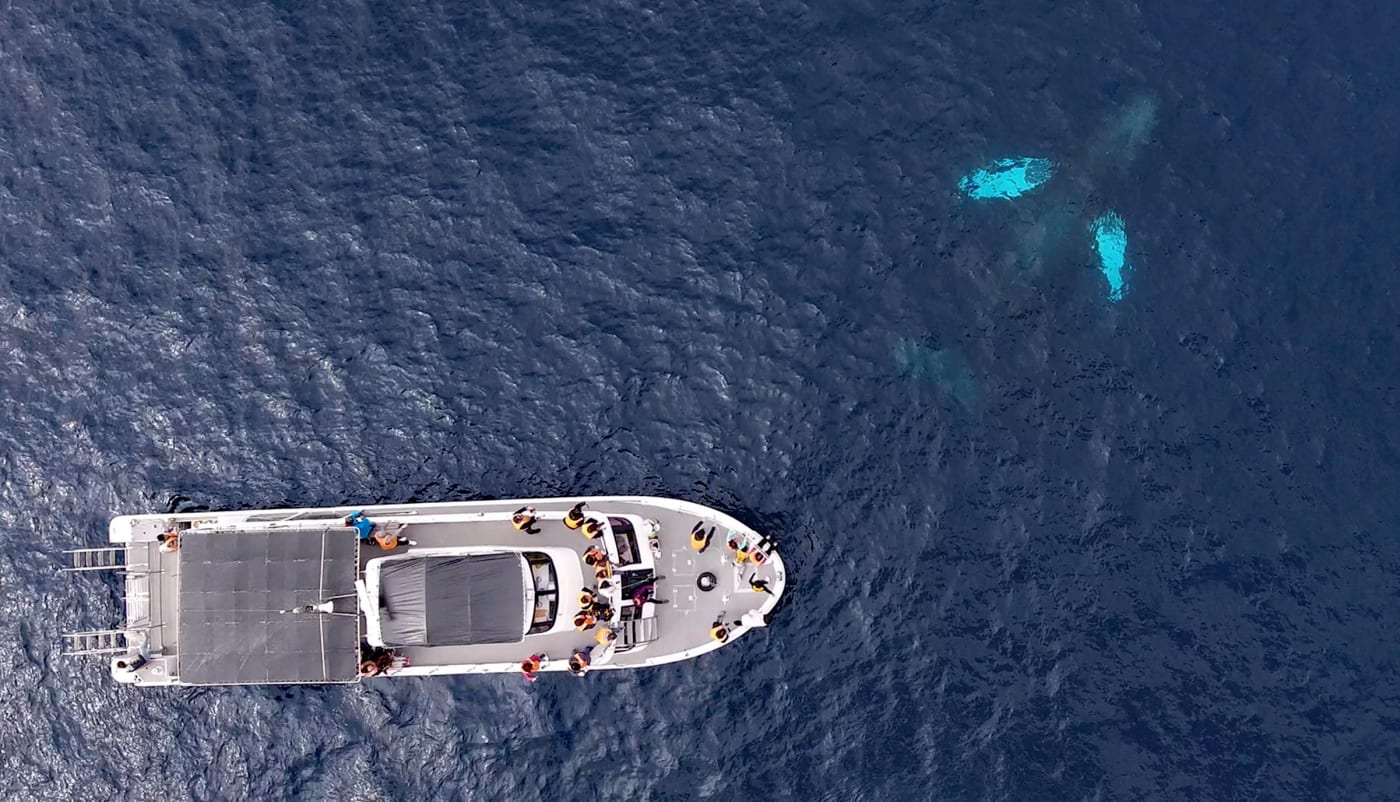 乘船出海觀賞野生座頭鯨 Experiences In Japan