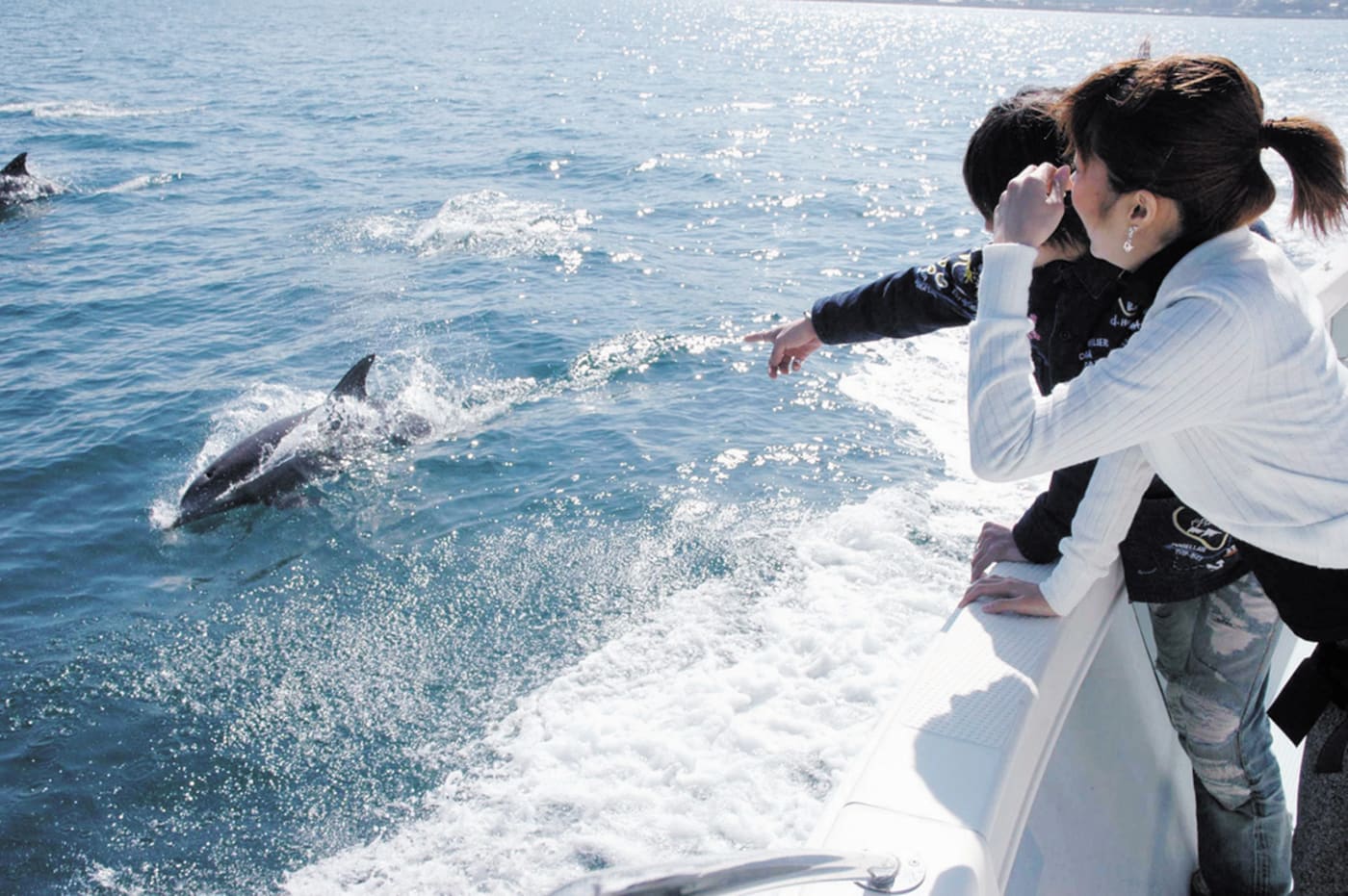 去熊本天草坐上 Sea Cruise 尋找海豚蹤跡 Experiences In Japan