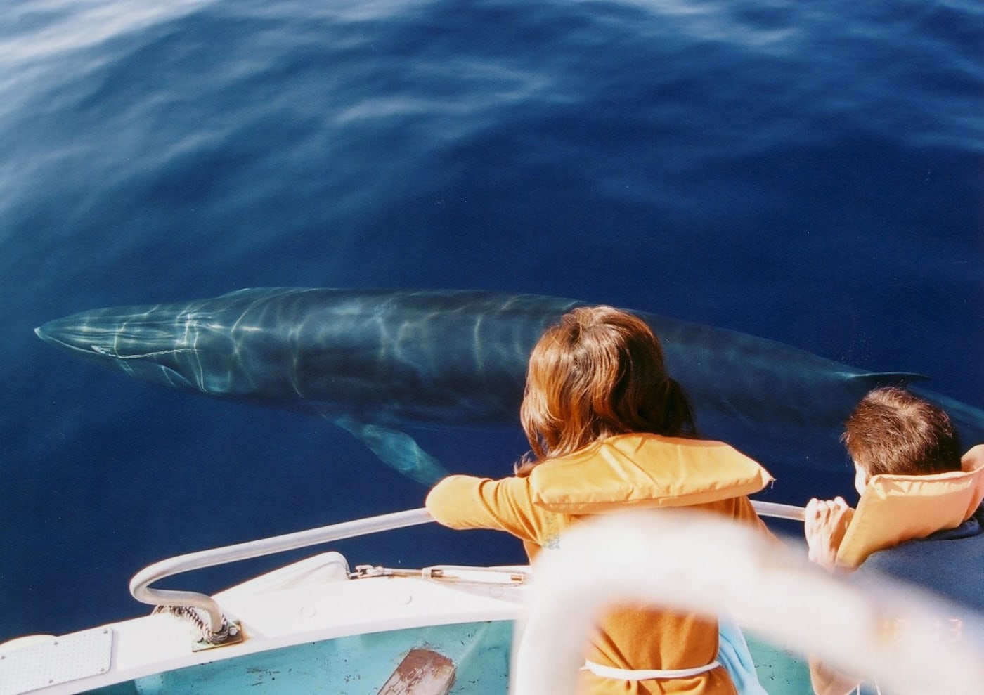 去高知縣土佐灣來一場感動的賞鯨之旅 Experiences In Japan