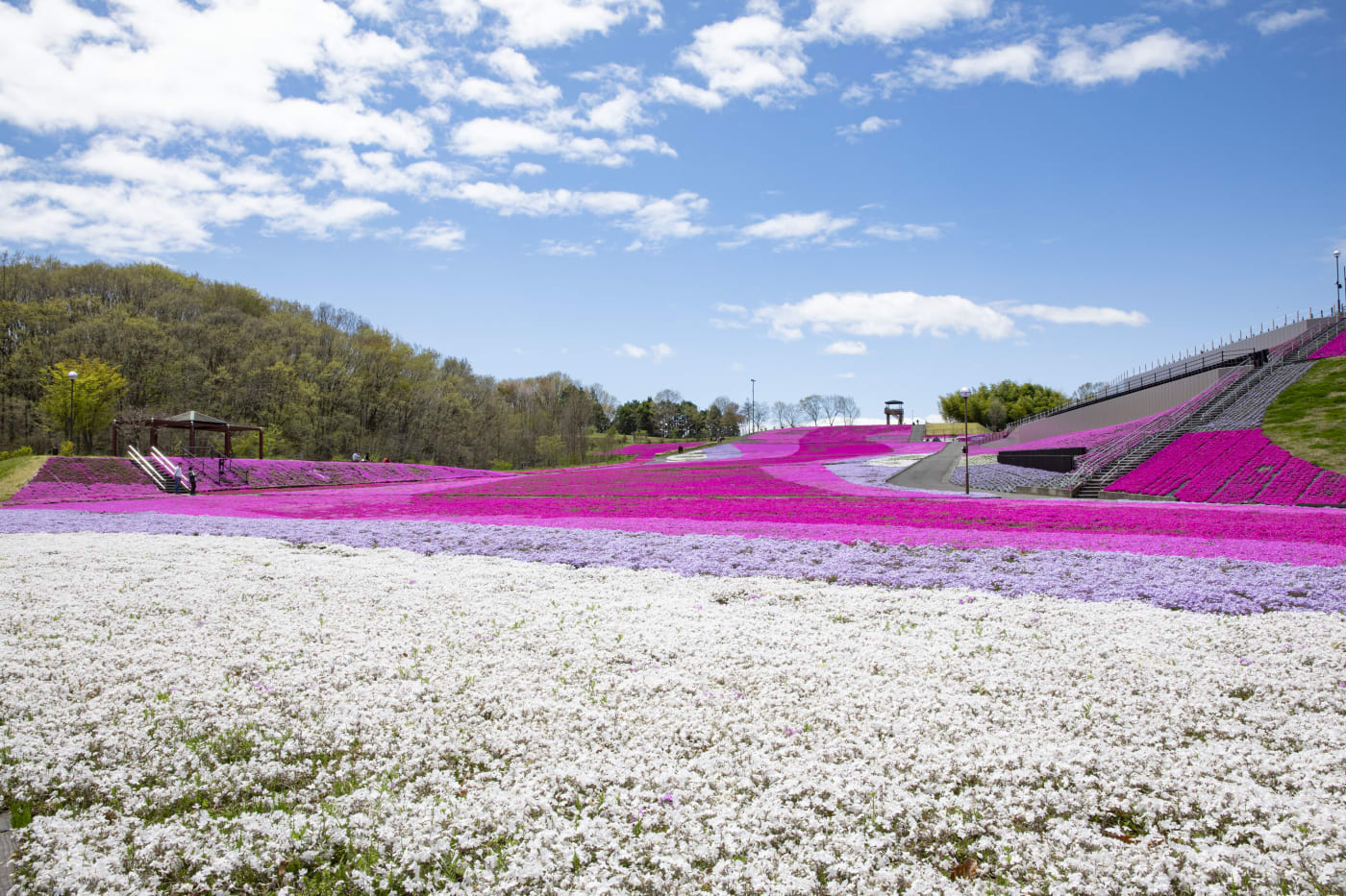 栃木縣市貝町芝櫻公園以萬朵鮮花鋪出粉色地氈 Experiences In Japan