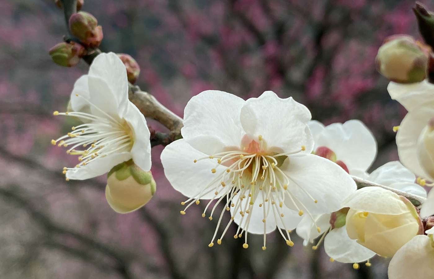 Peach Blossom Day 2022: Five Things To Know About the Beautiful March 3  Celebrations