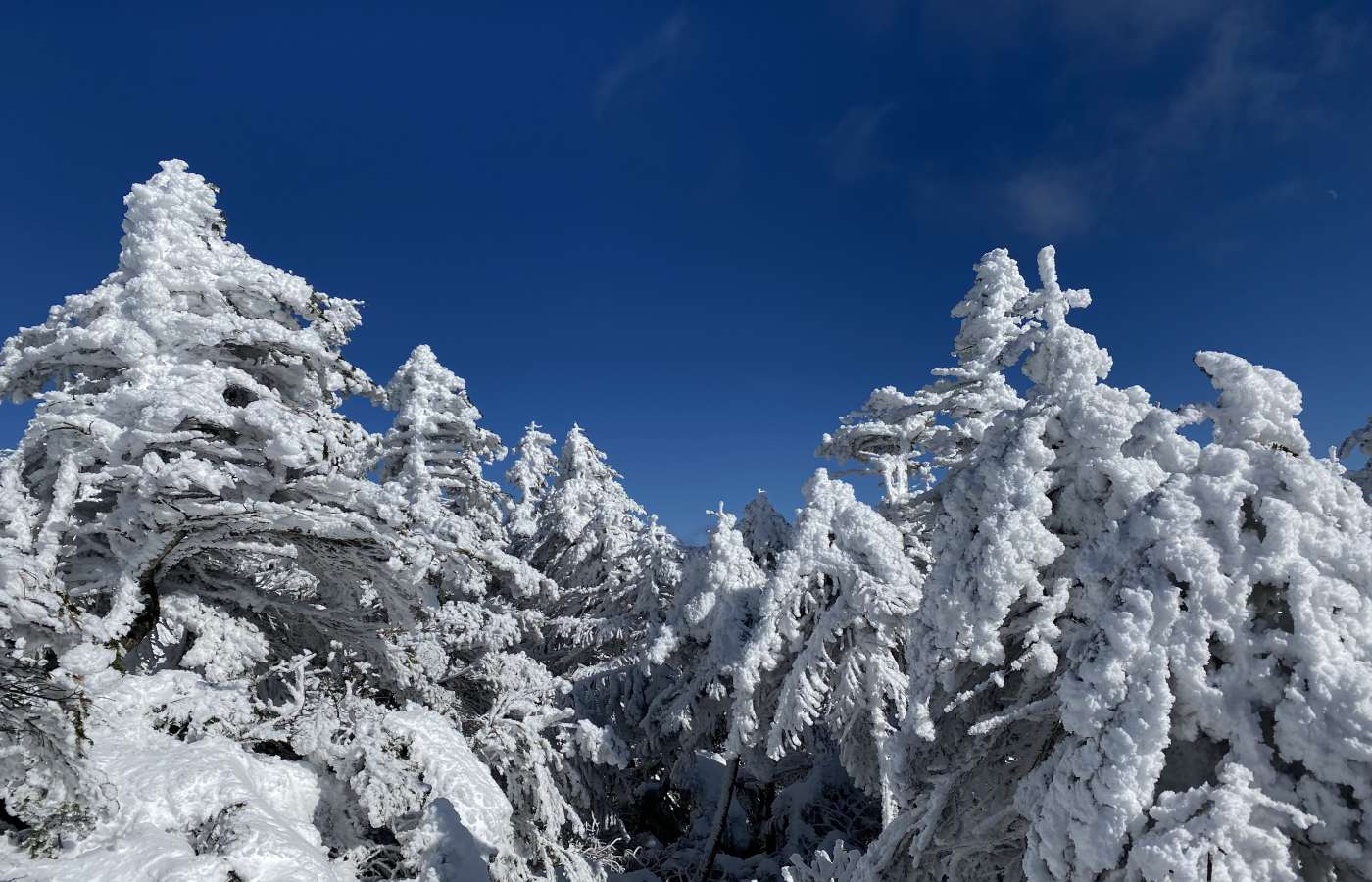 Tokyo and nearby areas on alert for heavy snowfall - The Japan Times