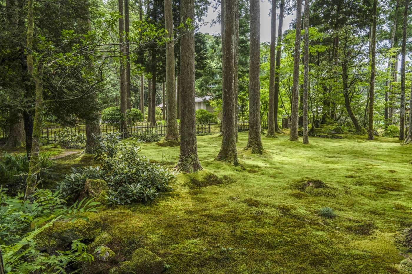 Exploring Japan's Magical Moss Gardens | Blog | Travel Japan (Japan ...