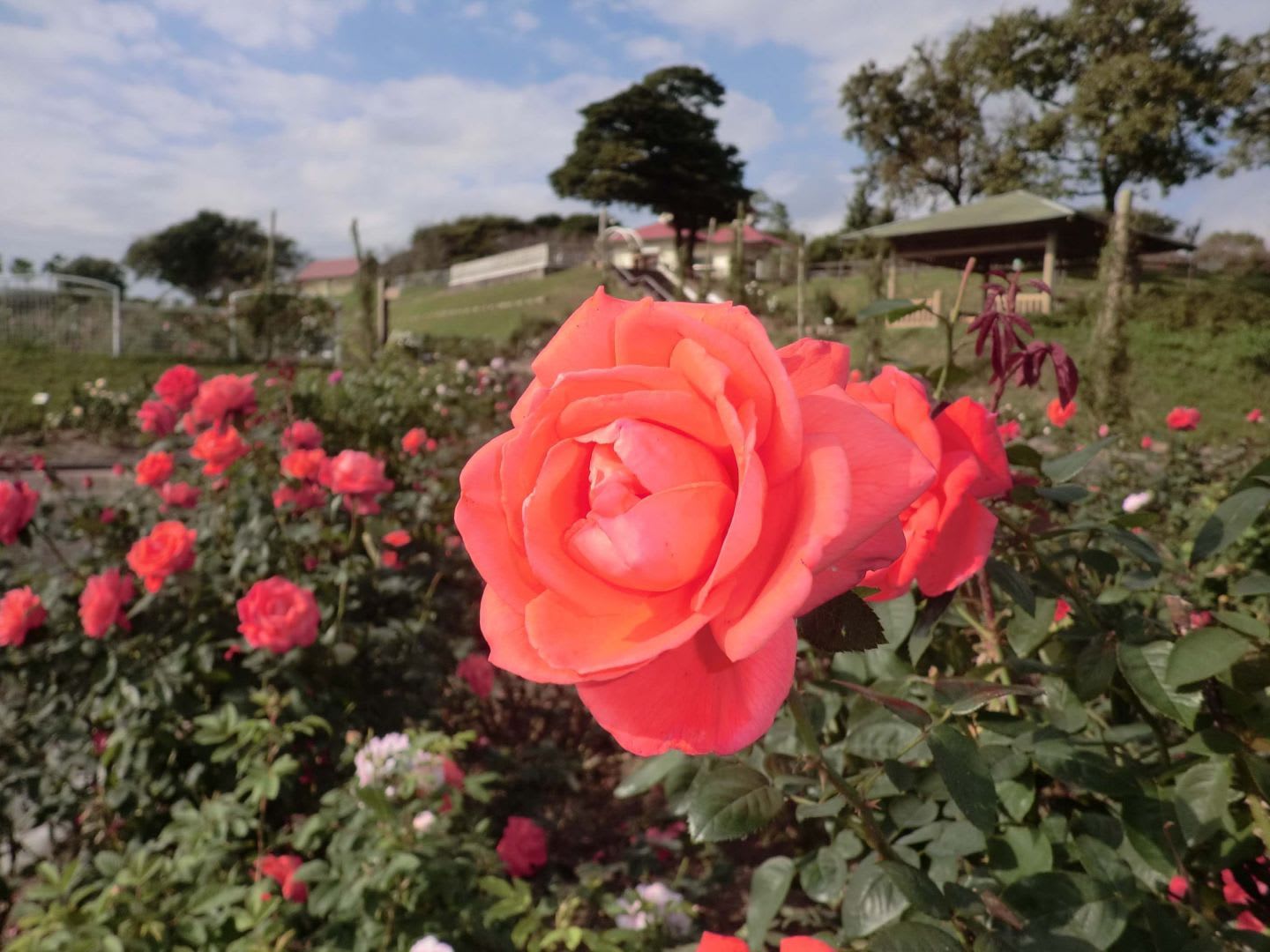 One of Japan’s biggest rose gardens with one million roses to sooth