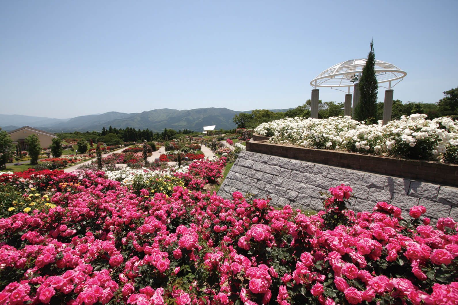 One of Japan’s biggest rose gardens with one million roses to sooth