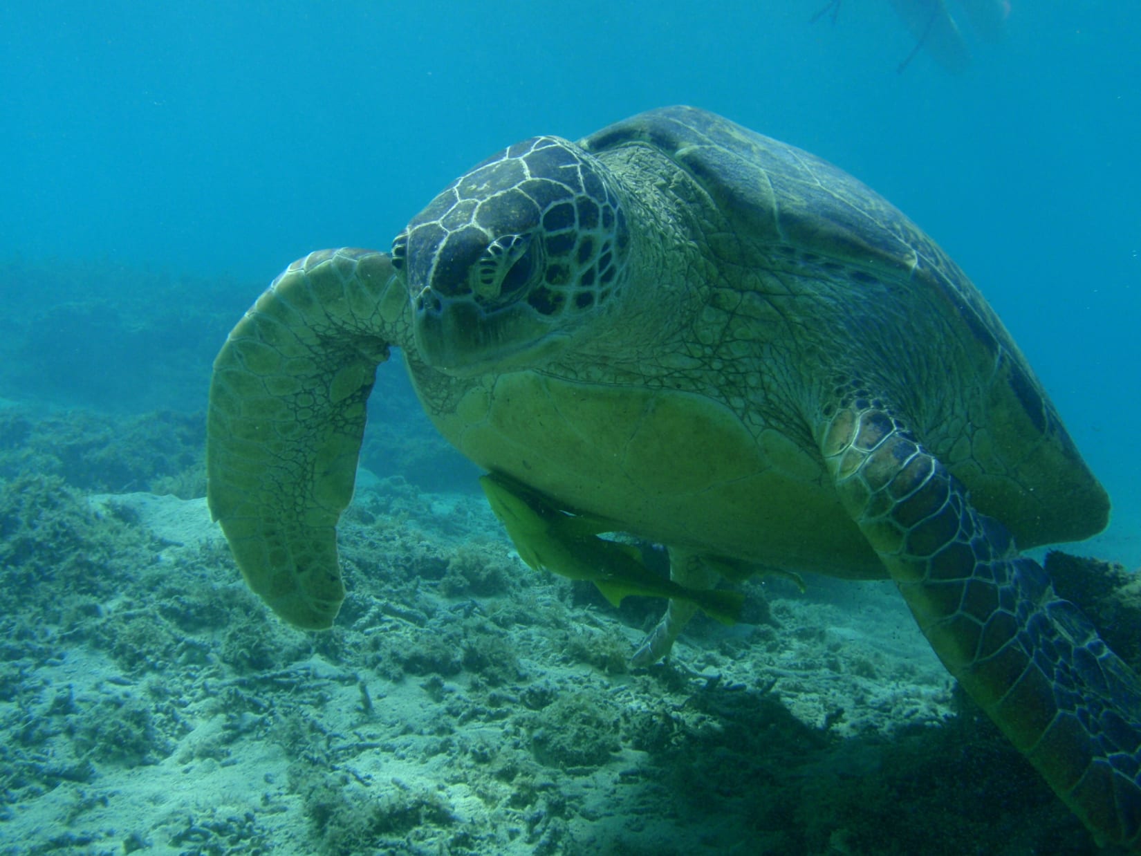 Reptiles and Amphibians National Parks of Japan