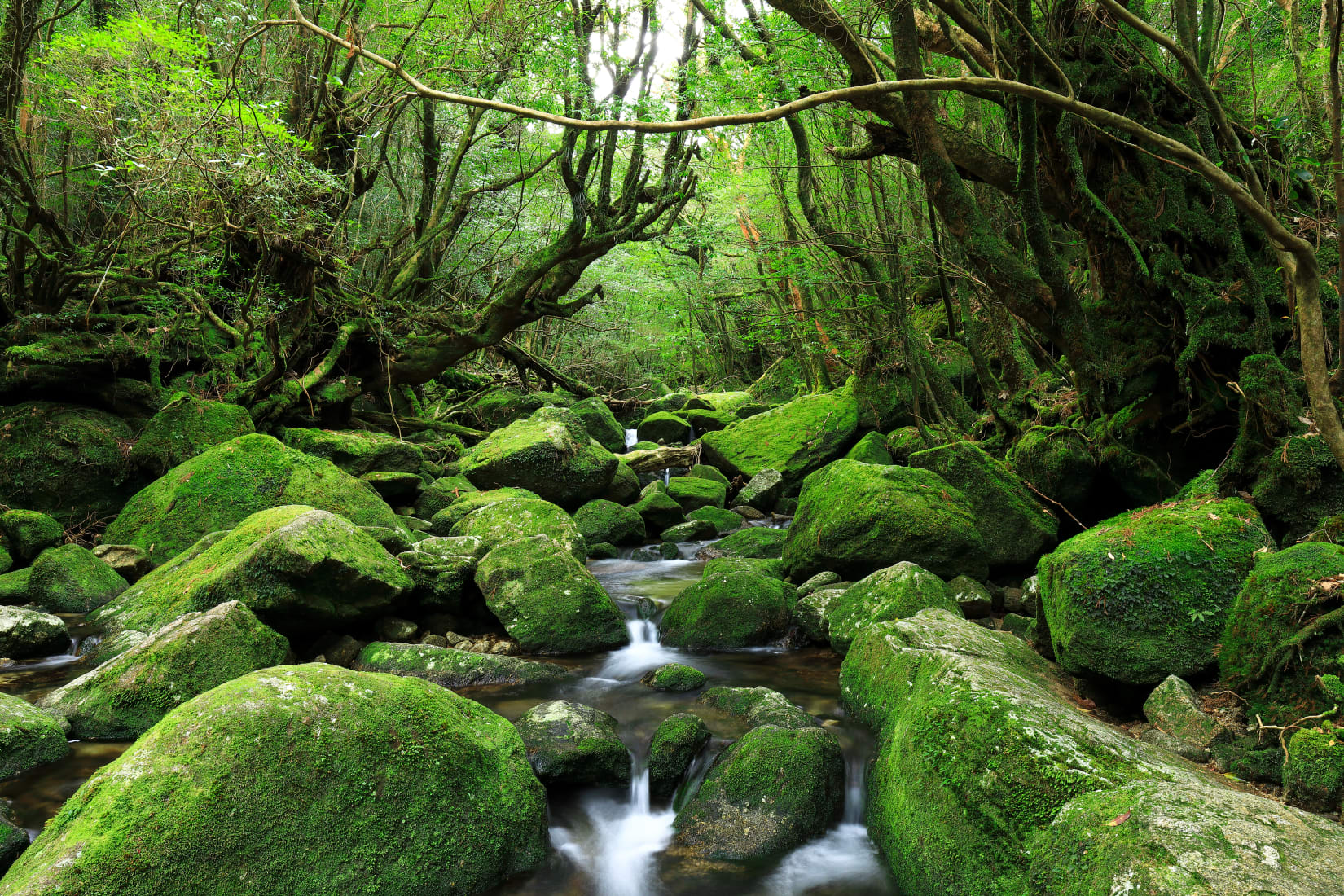 yakushima island tour