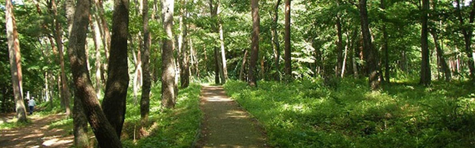 Ichimanpo-no-Mori Forest Bathing Trail | National Parks of Japan