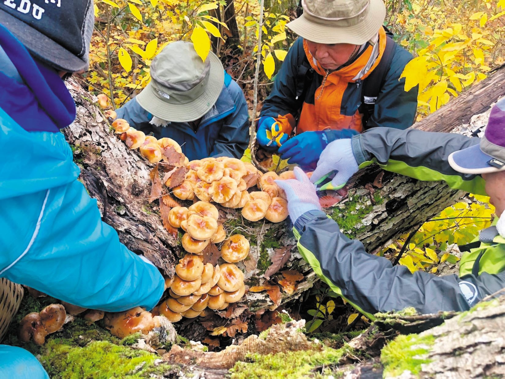Mushroom Picking Adventure National Parks of Japan