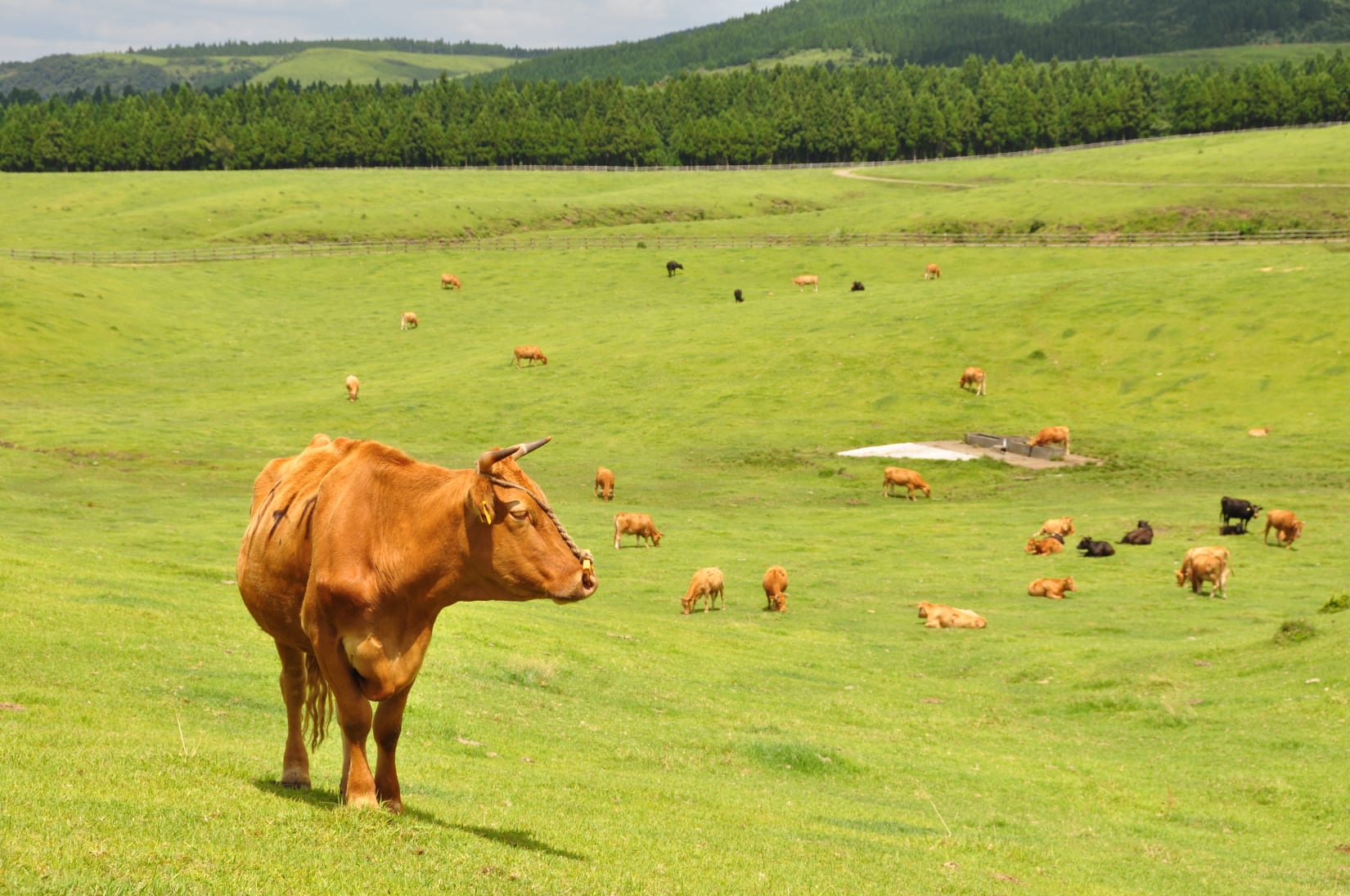 Plants & Animals | Aso-Kuju | National Parks of Japan