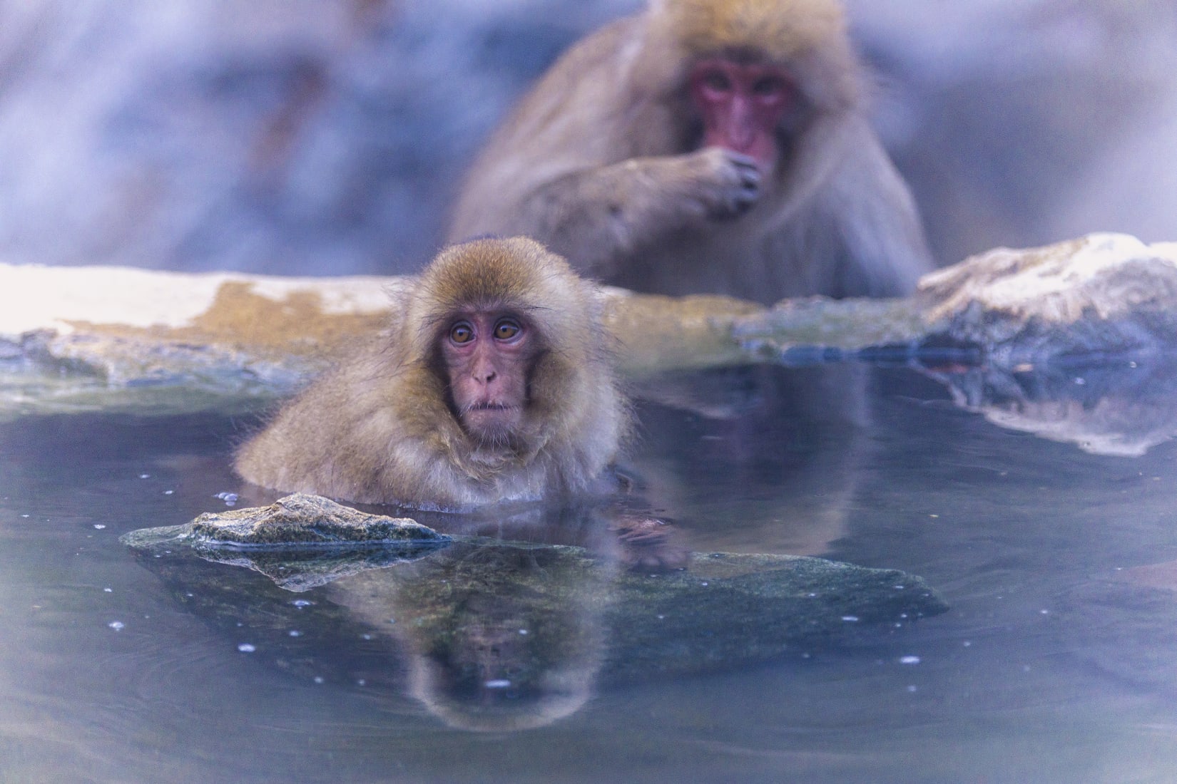 Plants & Animals | National Parks of Japan