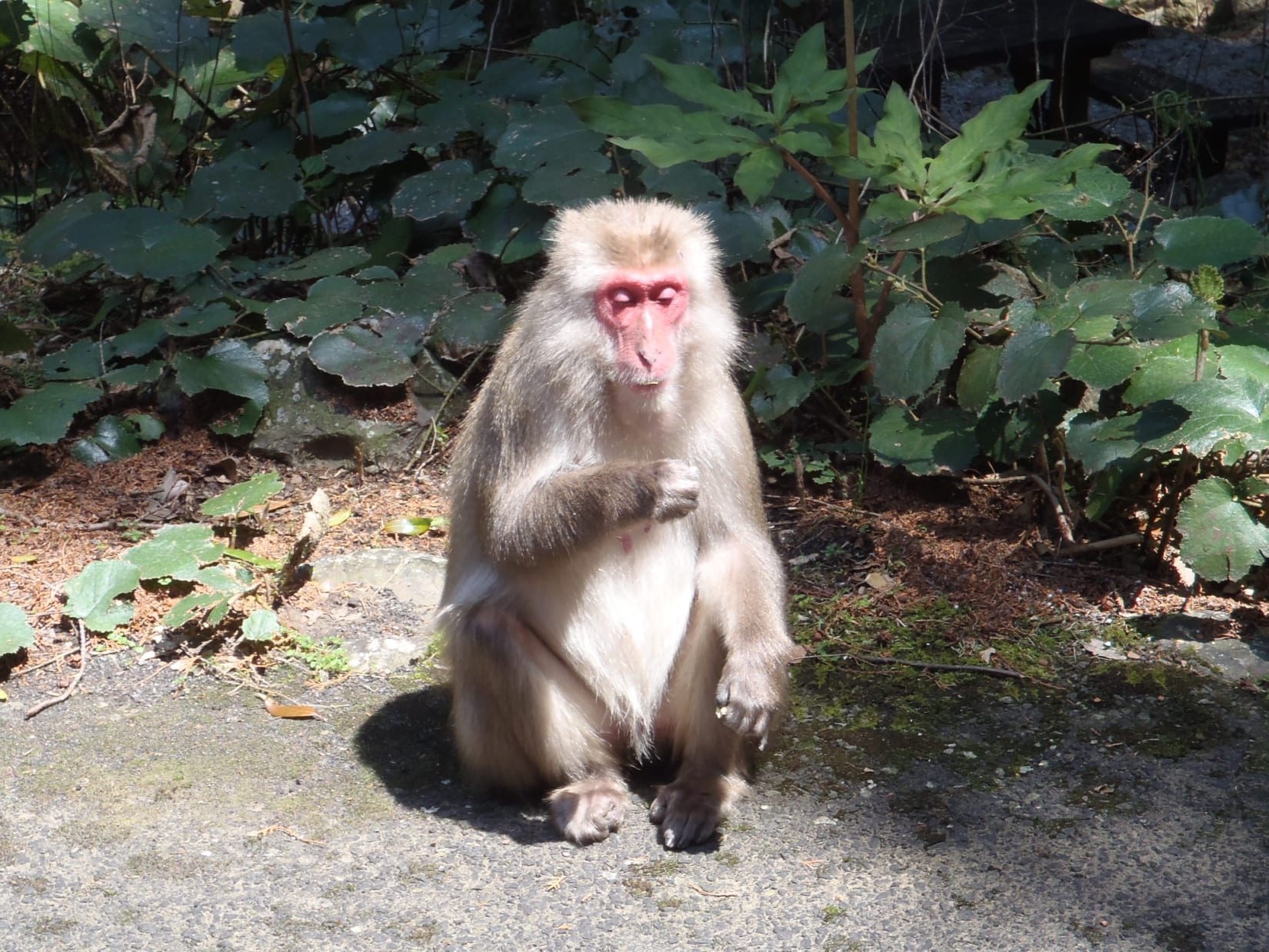 Plants & Animals | Ashizuri-Uwakai | National Parks of Japan