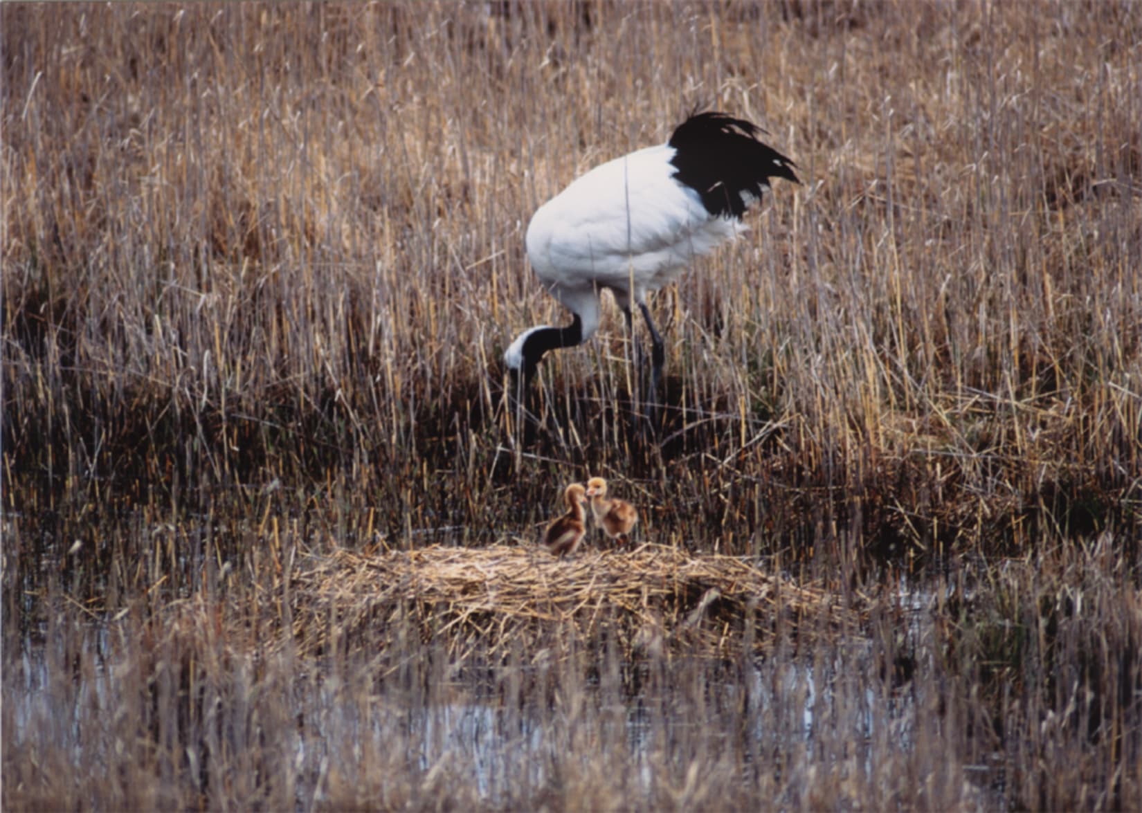 Japanese red-crowned crane observation tour ! | National Parks of Japan