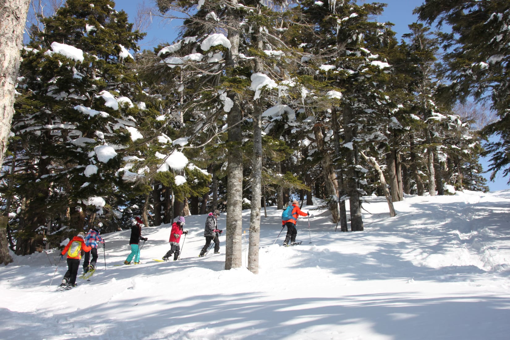 Snowshoeing in Shiga Kogen National Parks of Japan