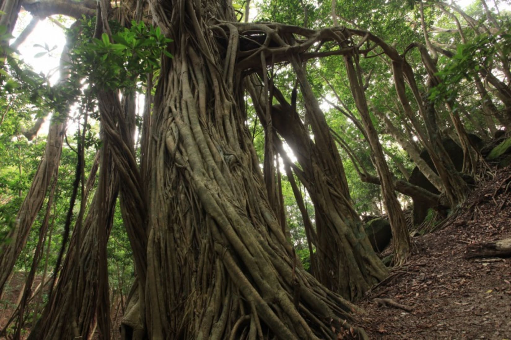 Forest Bathing in a Tunnel of Evergreens | National Parks of Japan