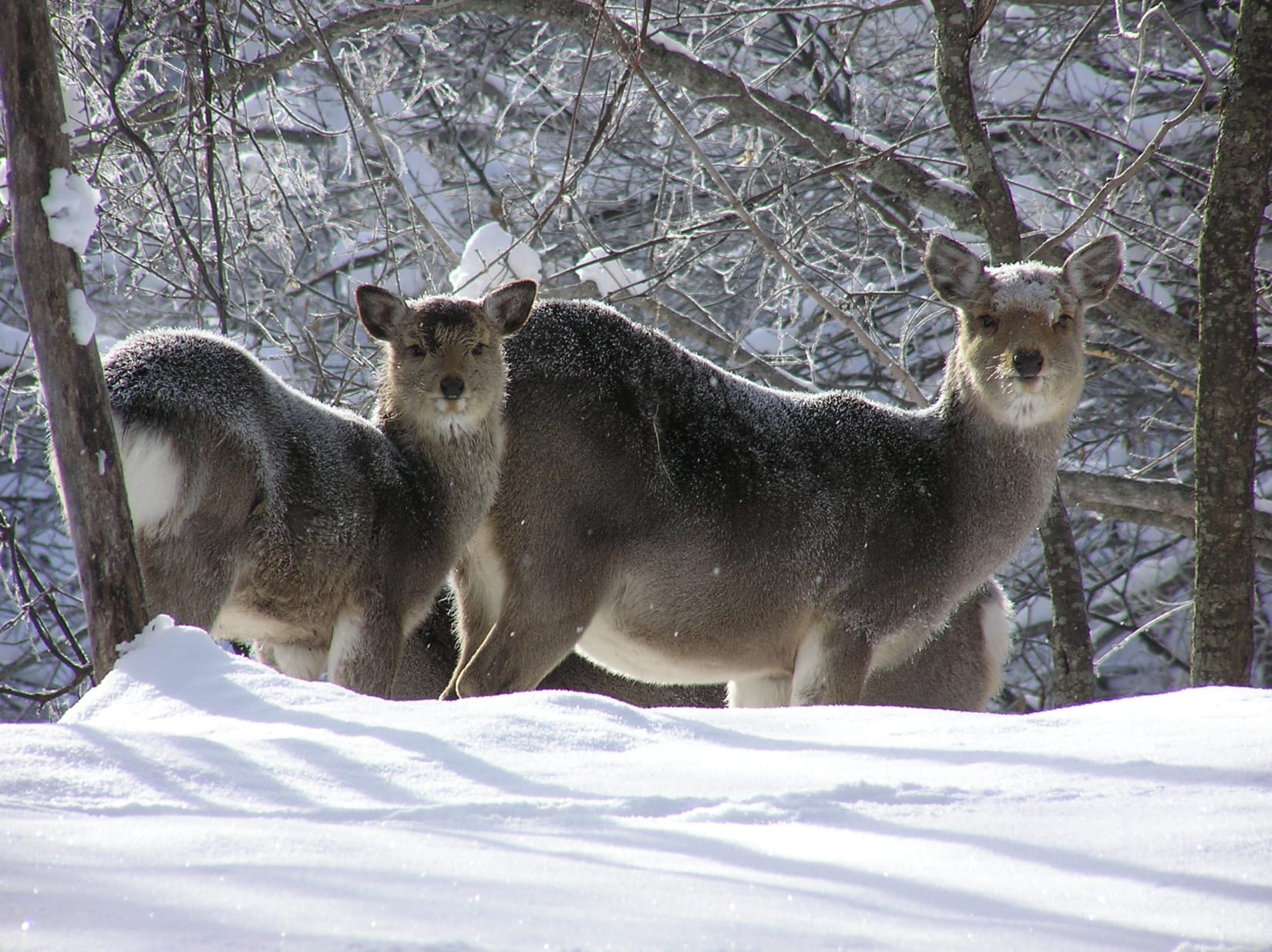 Plants & Animals | Akan-Mashu | National Parks of Japan