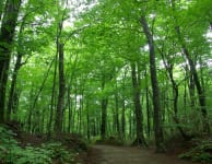 Grün belaubter Wald in den Shirakami-Bergen, perfekt zum Waldbaden