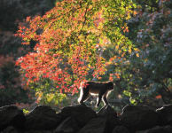 Mt. Takasaki Wild Monkey Park