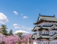 Hirosaki Park Cherry Blossom-SPR