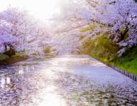 Hirosaki Park Cherry Blossom-SPR