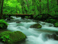 Oirase Mountain Stream