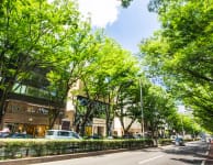 Harajuku & Omotesando & Aoyama Area