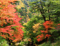 Kinugawa Onsen Oku-Kinu Area