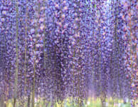 Ashikaga Flower Park-SPR