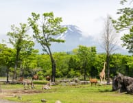 Fuji Safari Park