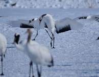 Cranes in the Kushiro Marshlands