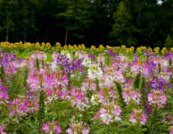 Furano Flower Fields