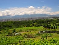 Suntory Tominooka Winery