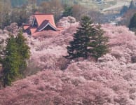 Takato Cherry Blossom Festival