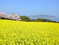 Nokonoshima Island