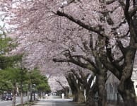 Nikko Kaido Sakura Route