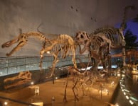 Fukui Prefectural Dinosaur Museum_mv
