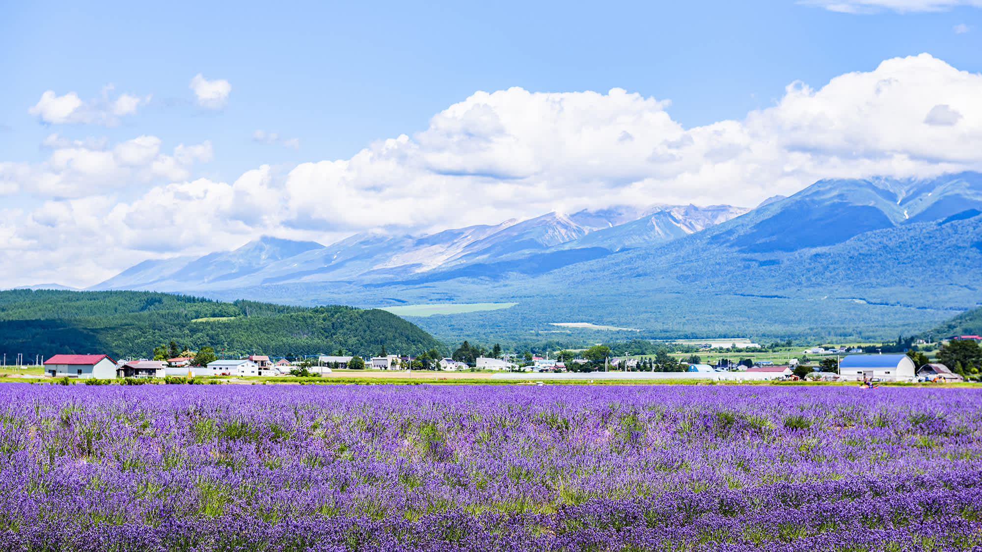 3 ngày du ngoạn Hokkaido mùa hè