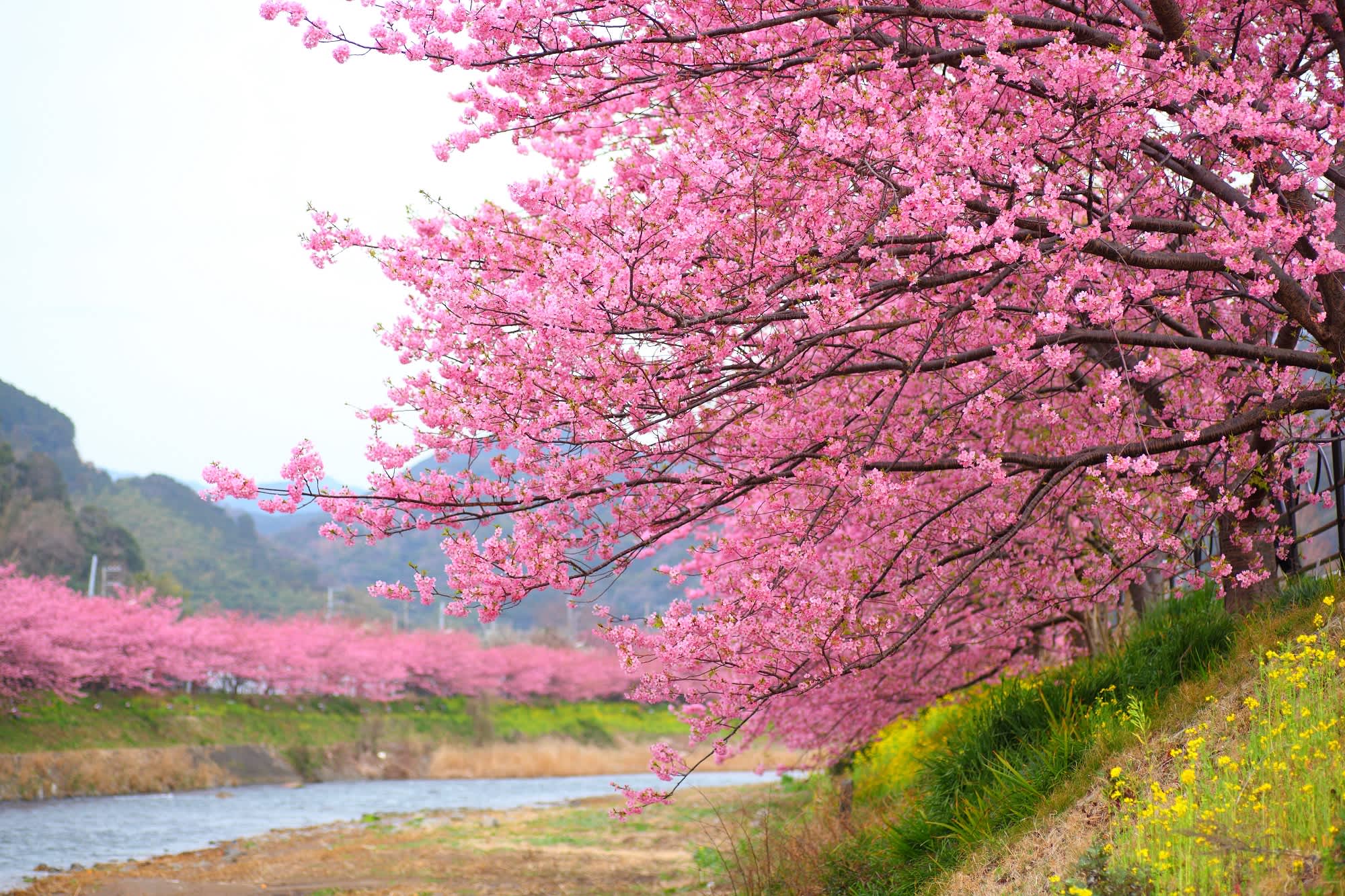 See Cherry Blossoms And More Colorful Japanese Spring Festivals In Shizuoka