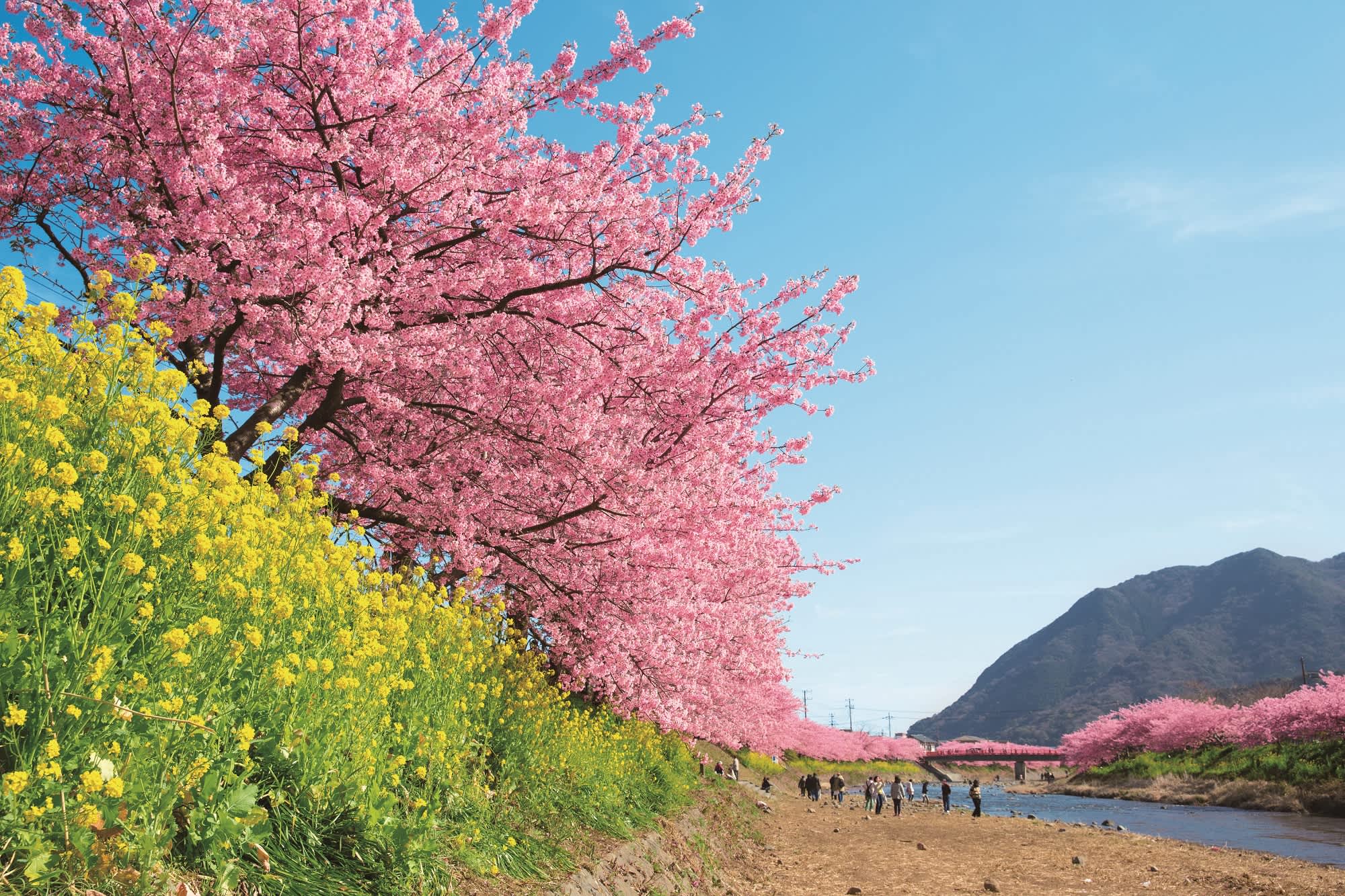 Peach Blossom Day, March 3 Holiday. Spring Blooms.