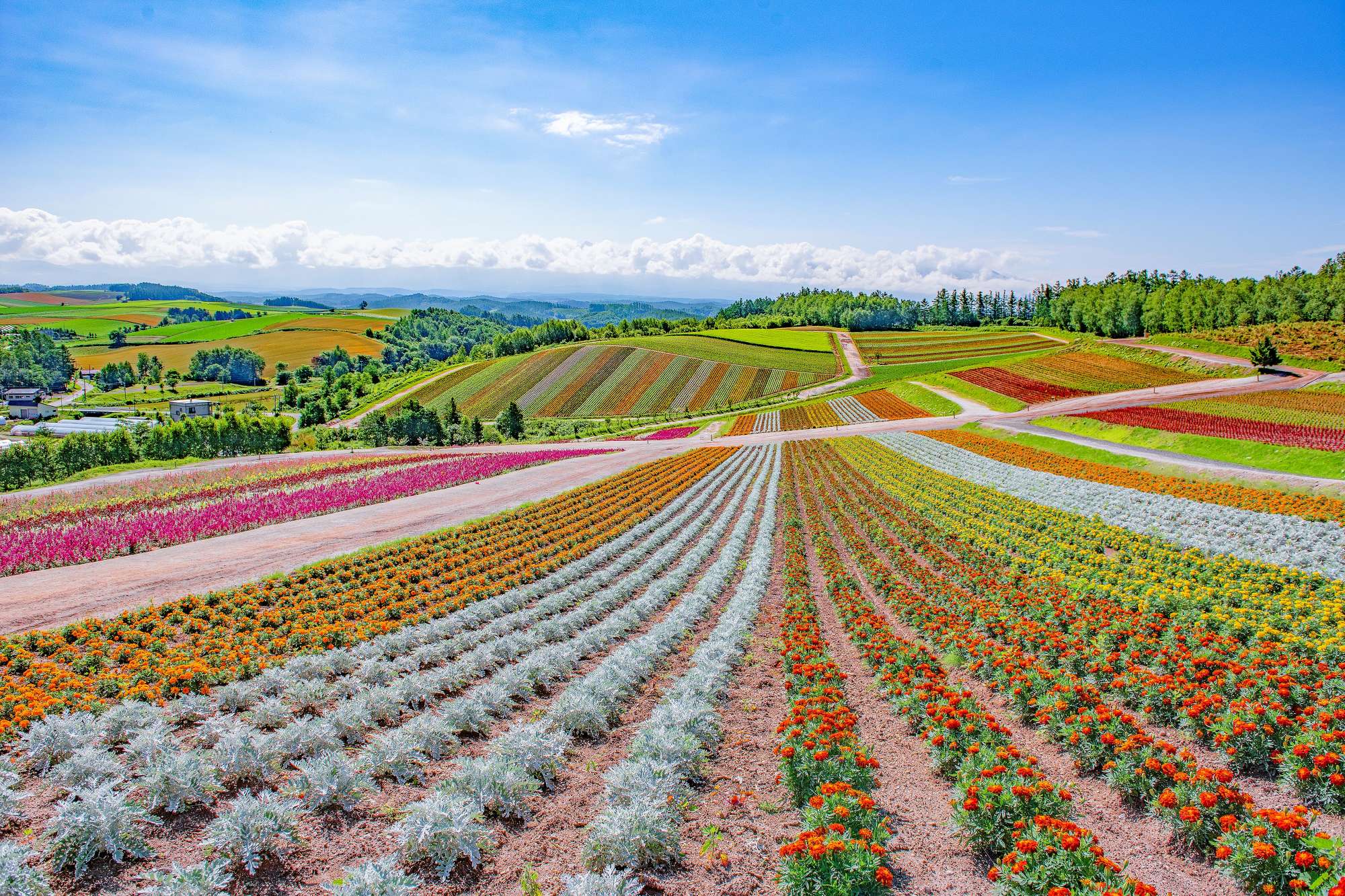 7 Things To Do in Hokkaido's Furano and Biei | Blog | Travel Japan (Japan  National Tourism Organization)