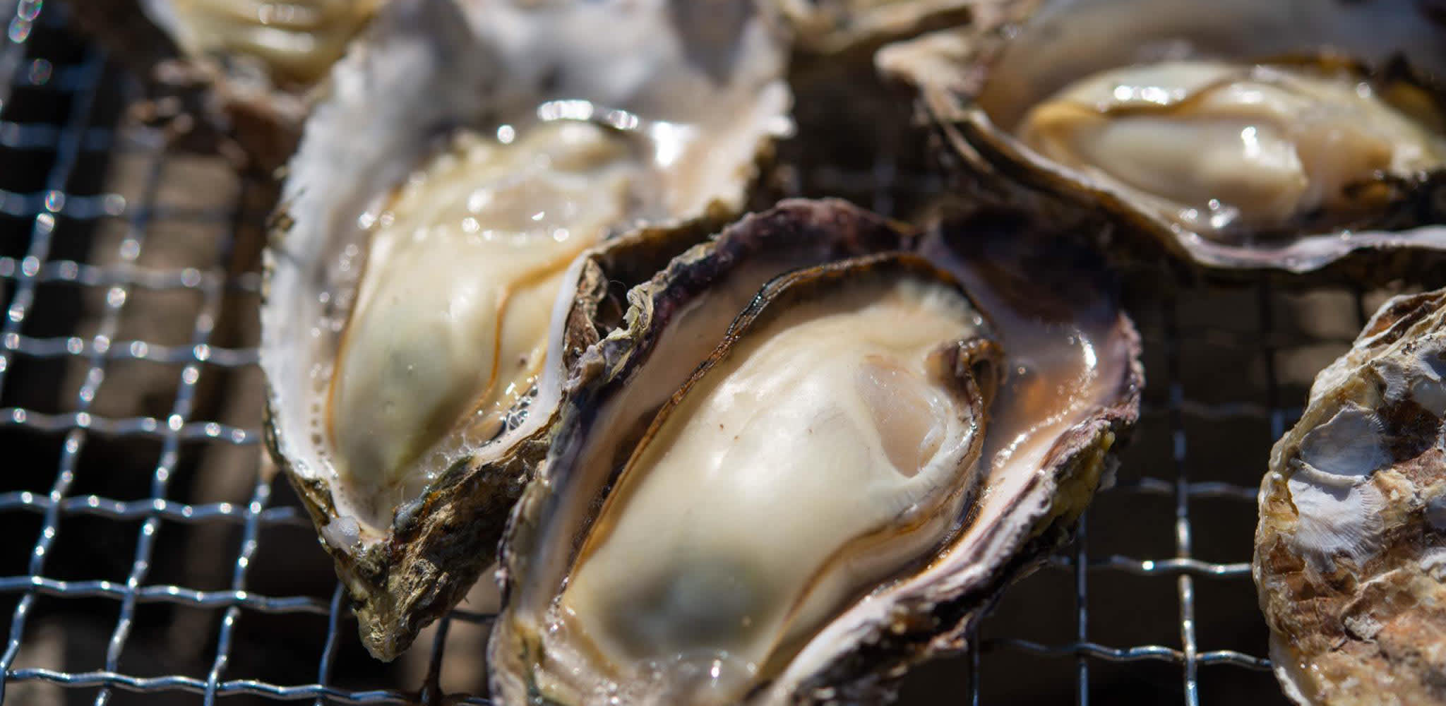 Oysters in Hiroshima