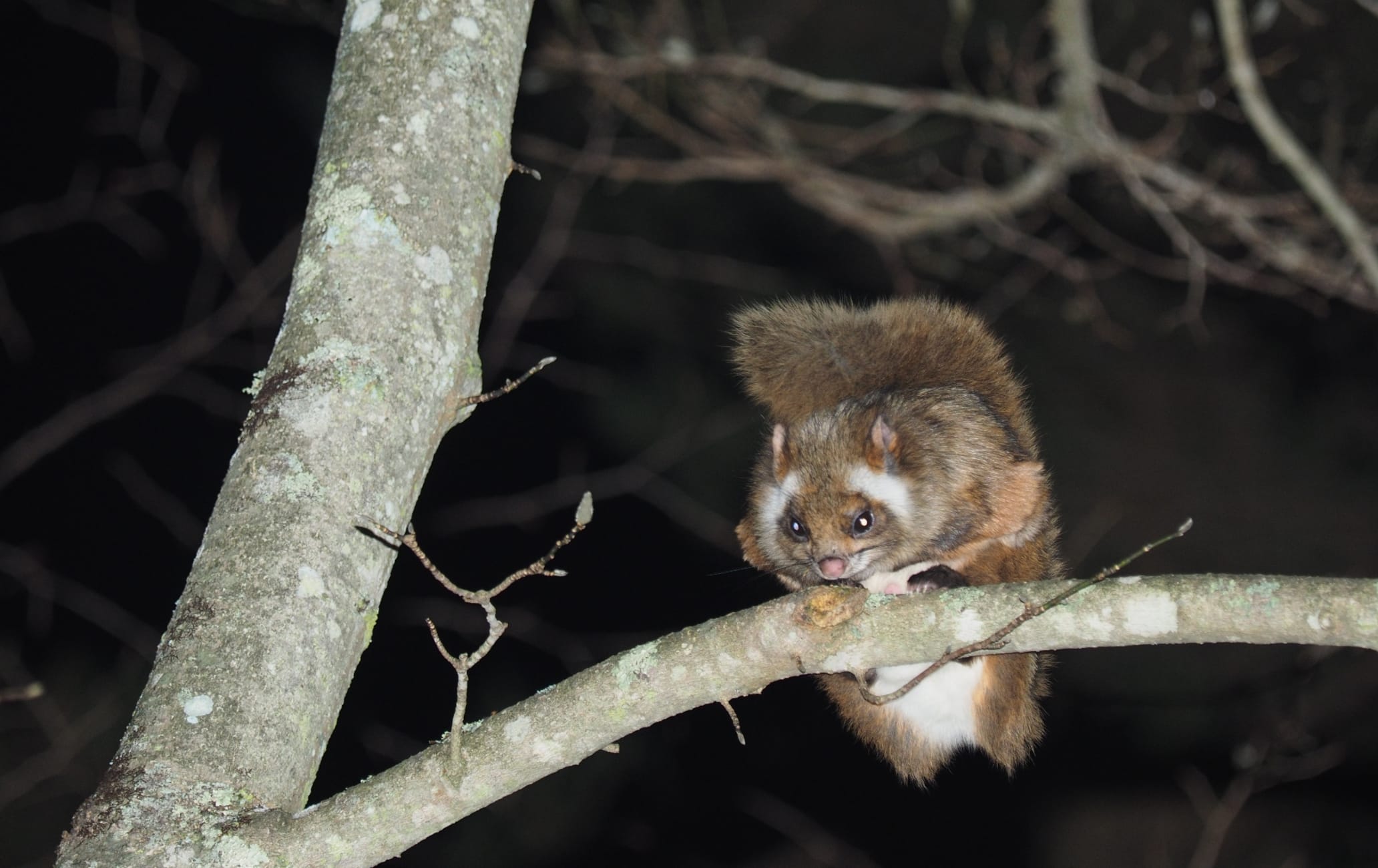 Flying-Squirrel Watching Tour in Karuizawa