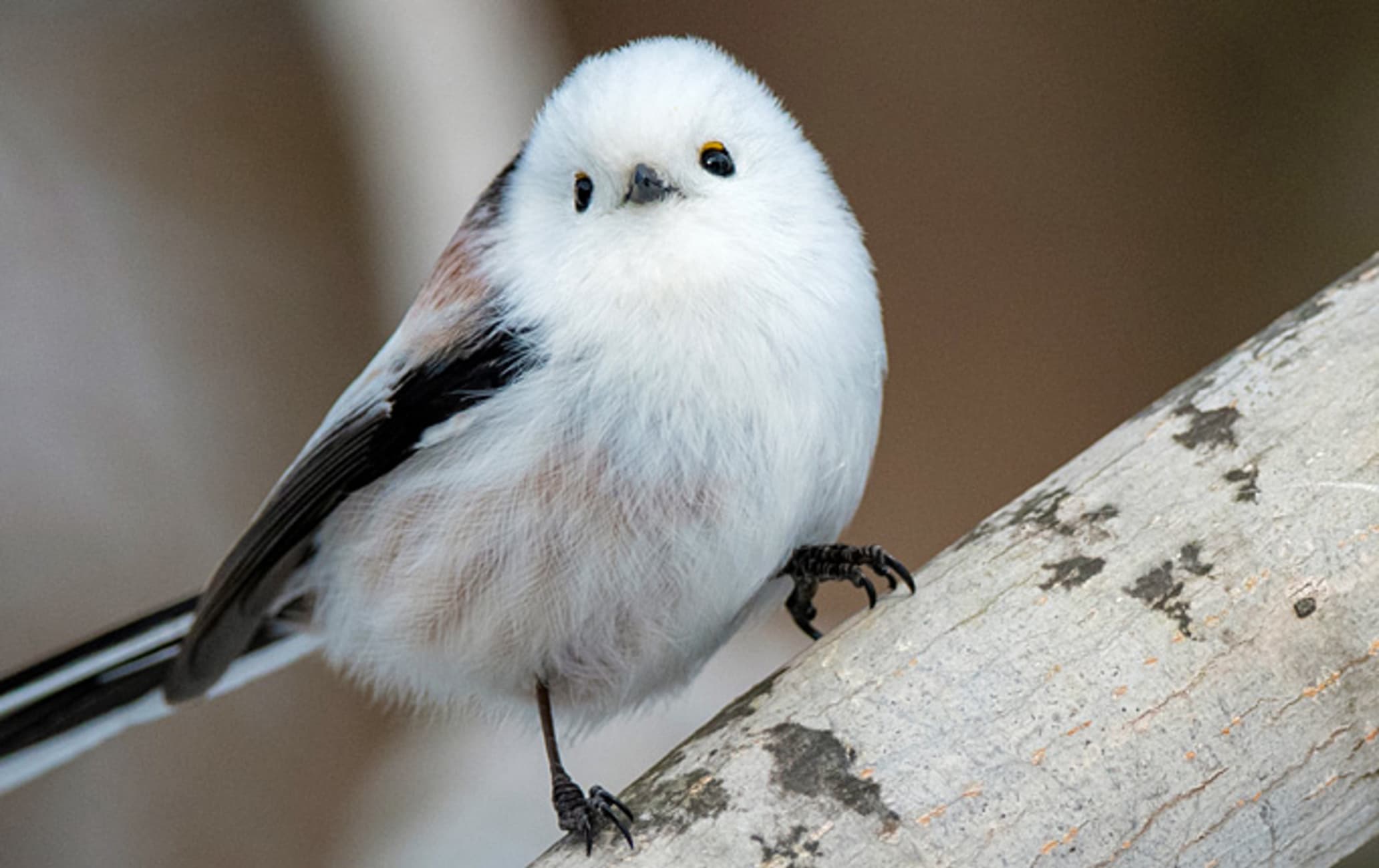 I love Tits: Bird Watching Journal