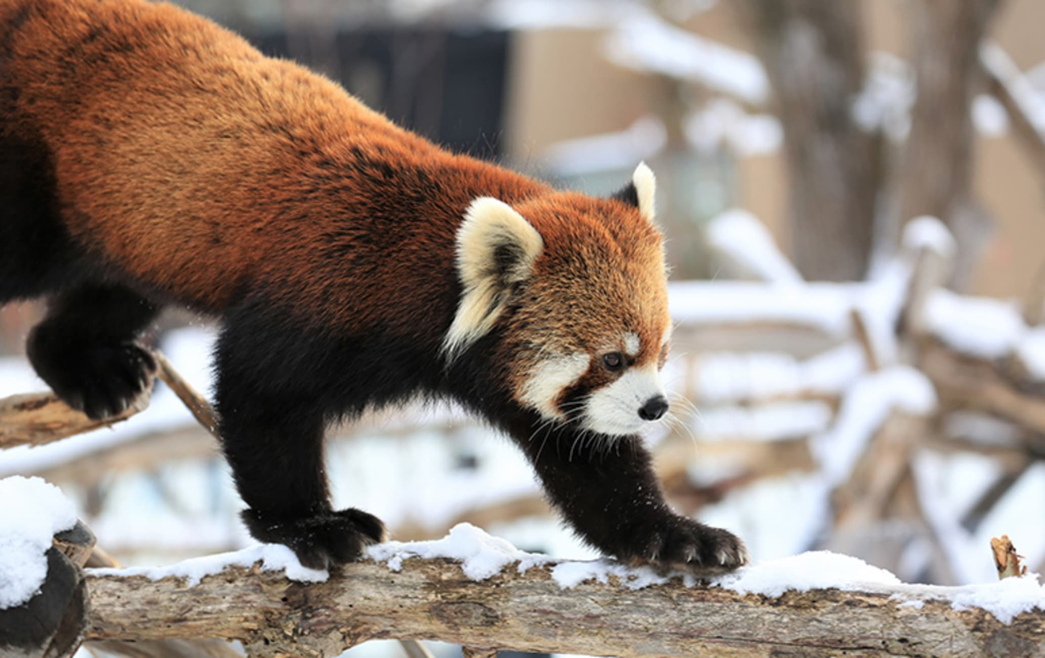 Maruyama Zoo